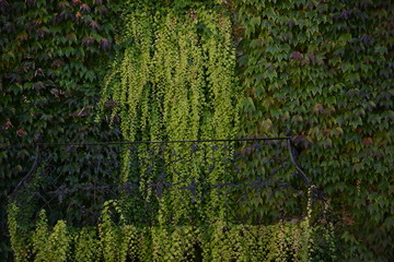 eiserner Balkon vor hauswand mit grüner bepflanzung