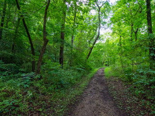 Forest Trail, Dirt Footpath, Dense Green Woodland