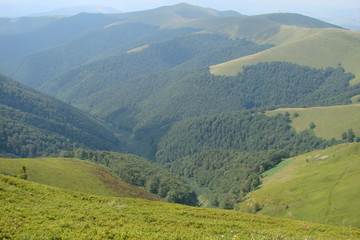 Fototapeta na wymiar mountain forest of the Ukrainian Carpathians.