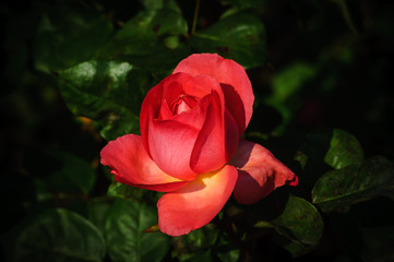 Red/yellow rose