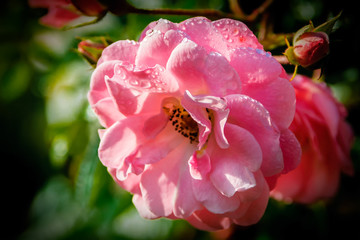 Pink rose with dew drops