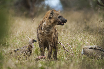 Hyena South Africa