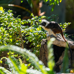 monkey tamarin sitting on a tree
