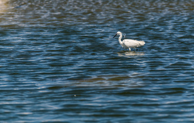 white heron in the water