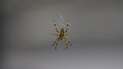 Spinne Kreuzspinne Spinnnnetz