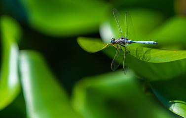insect dragonfly close-up