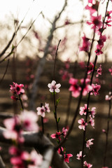 blooming peach garden