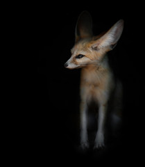 desert fox Fenech