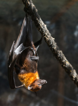flying foxes close-up