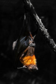 flying foxes in the wild nature