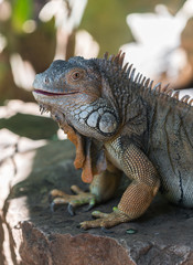 large iguana lizard