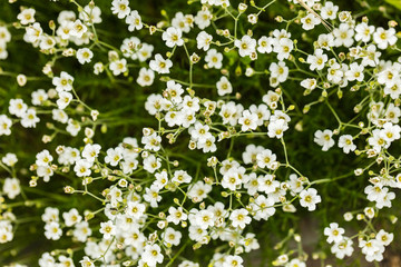 white growing flowers close-up