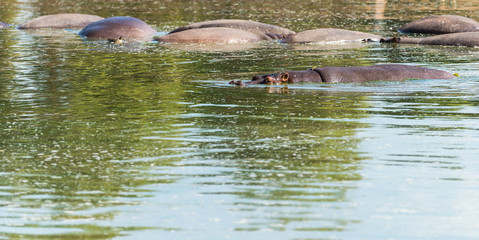 hippos in the water