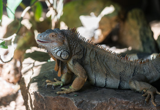 large iguana lizard