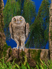 owl