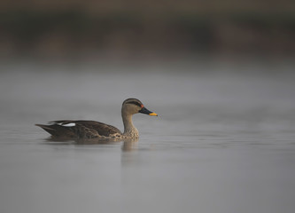 Indian spot-billed duck