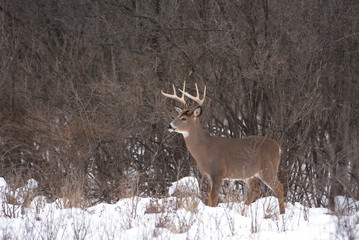 White-tailed deer buck closeup in winter in Canada