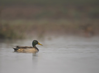 Mallard ( Anas platyrhynchos)