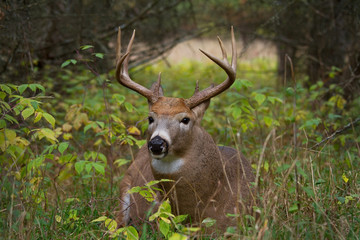 White-tailed deer buck resting in the grass in autumn in Canada