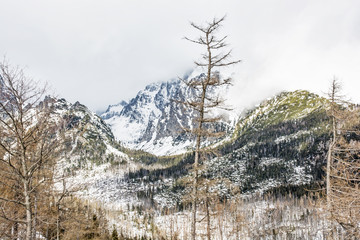 Spruce forest after natural disaster in High Tatras, Slovakia