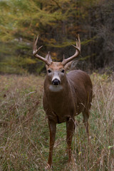 White-tailed deer buck closeup in autumn in Canada