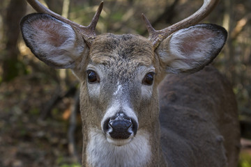 Fototapeta premium White-tailed deer buck closeup in autumn in Canada