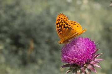 Orange butterfly sitting on pink blooming thistle.