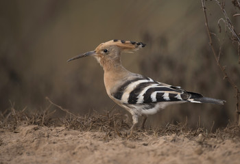 Hoopoe Close-up