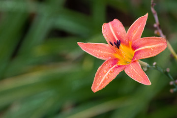 Close-up of tiger lilly.