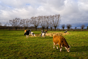 Podlaskie łąki © podlaski49