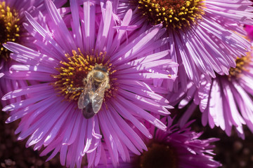 Obraz premium Purple flowers with honey bee.