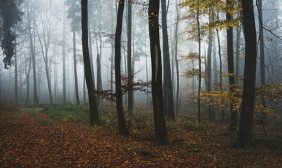 Herbstwetter im Wald