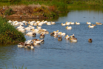 Group of Great White Pelicans in water