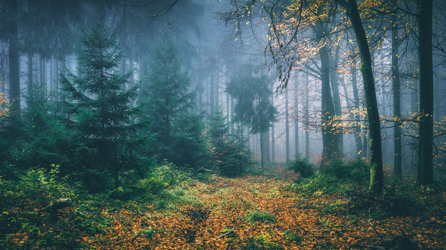 Fototapeta Bajkowy las jesienią