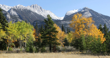 View of golden aspens with Rocky Mountains behind