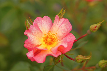 Obraz premium pritty sunrise