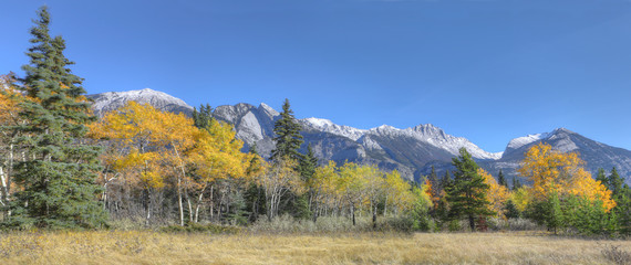 Panorama of Rocky Mountains with golden aspens