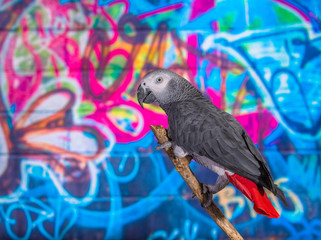 African Grey Parrot against wall with graffitti