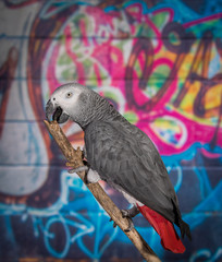 Obraz premium African Grey Parrot against wall with graffitti