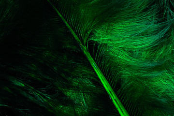 Abstract background with emerald feather macro
