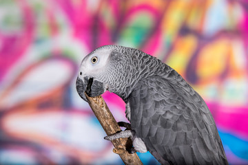 Obraz premium African Grey Parrot against wall with graffitti
