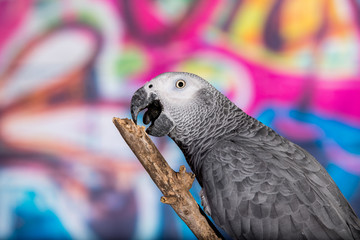 African Grey Parrot chewing wooden branch with colorful graffitti covered wall