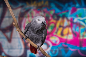 African Grey Parrot against wall with graffitti