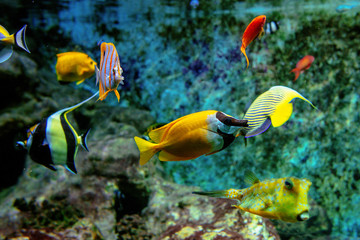 Colorful tropical fishes and coralls underwater in the aquarium