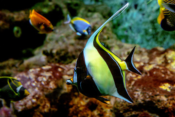 Fototapeta na wymiar Colorful tropical fishes and coralls underwater in the aquarium