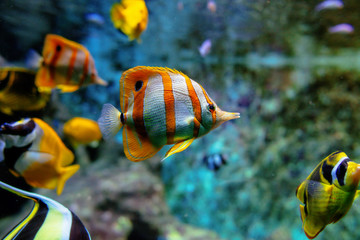 Obraz na płótnie Canvas Colorful tropical fishes and coralls underwater in the aquarium