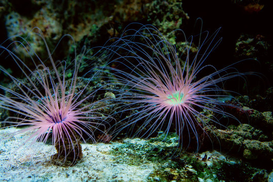 beautiful underwater cerianthus (anemone) on the ocean floor