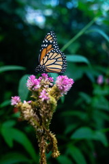 beautiful butterfly on the green leaves of the plants in the garden