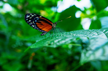 beautiful butterfly on the green leaves of the plants in the garden