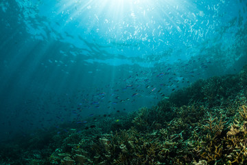 Fototapeta na wymiar sun rays on a coral reef with small fishes